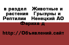  в раздел : Животные и растения » Грызуны и Рептилии . Ненецкий АО,Фариха д.